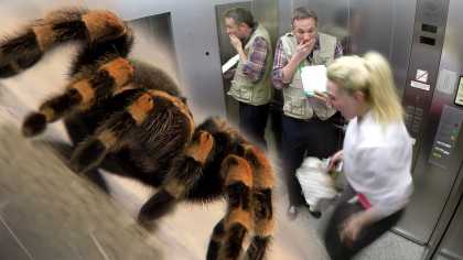 #BestPranks: Elevator Spider Prank