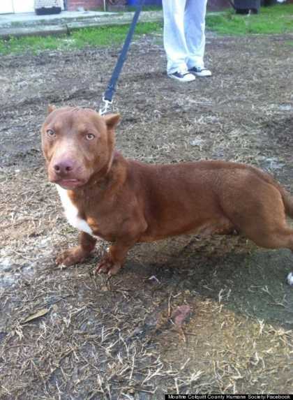 Pit Bull-Dachshund Mix Exist! And It Looks Like A Chupacabra!