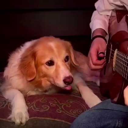 This Dog Is Sick Of His Human Playing Sam Smith's 'Stay With Me' On His Guitar