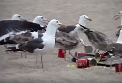 Kids fed seagulls with laxatives... watch the chaos at the park as poop drops everywhere #LOL