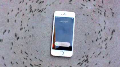 Strange Phenomenon: Ants Circled An iPhone When It Rings