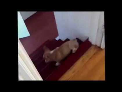 Dog does a barrel roll | #funny #dogs