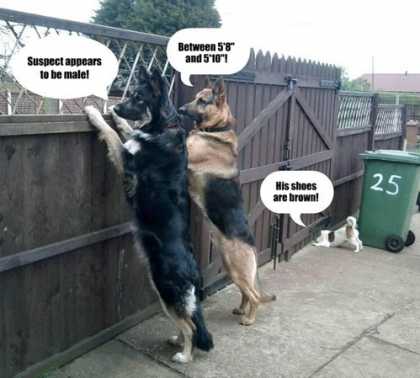 The Neighborhood Watch | #funny #dogs