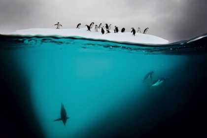 #Photography: Split-Shot Photo Of Penguins Taken in Antarctica | #animals