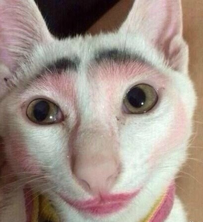 These Pictures Of Cats Wearing Makeup Will Definitely Make Your Facebook Friend Smile