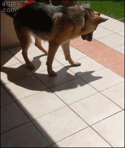 Dog playing with his own shadow | #dogs #aww