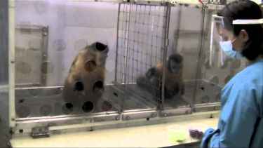 Monkeys, Like Humans, Will Protest If Paid Unequally