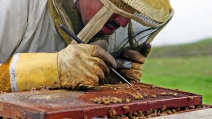 #Science: What's killing the bees? Scientists discovered.