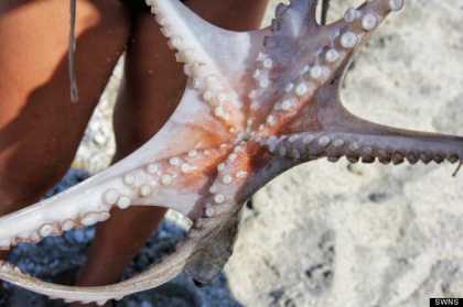 Tourist Kills, Eats Octopus Only To Find Out It's An Extremely Rare 'Hexapus' | #travel #animals