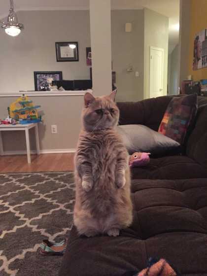 This cat prefers to stand on its two legs...
