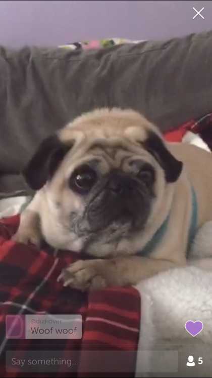 #DogCam: Follow @symsonic on Periscope