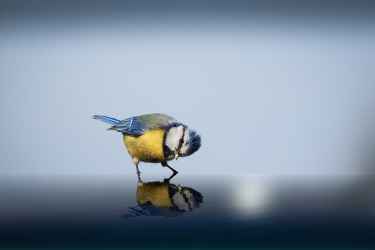 Blue Tit Bird Looking at its Reflection