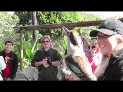 #Funny: Laughing Kookaburra | #animals #birds