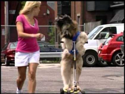 Norman, The Dog on a Scooter | #Amazing #ScooterDog