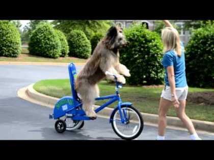 Dog rides a bike... Norman The #ScooterDog #Dogs