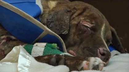 #Justice For Burned Puppy! | #WTF #AnimalCruelty