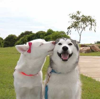 Just makes you want to lick someone's ears... #aww