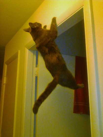 Cat is doing the chin up... #aww