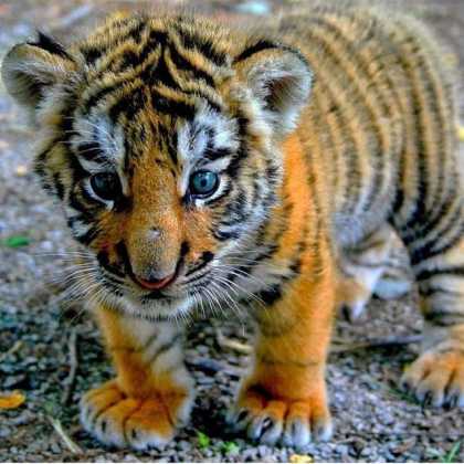Cute Baby Tiger #aww