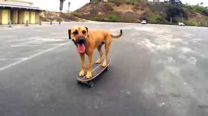 This Dog Can Ride The Skateboard