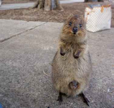Super cute mama quokka with her baby...