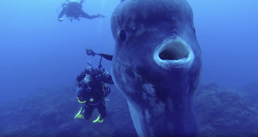 Divers' encounter with an enormous sunfish!