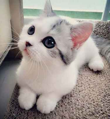 Is this the cutest kitten ever? You decide...