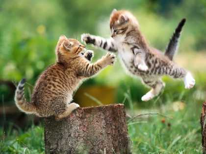 I thought cat fight was always nasty but this one is really cute #aww