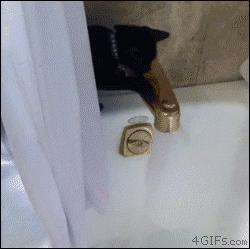 The cat just wanted a drink... ended up taking a bath... #funny #gif