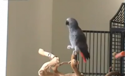 This #parrot is having a real good time!
