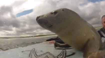 #Cute #seal #surfing with the surfer dudes. See this shockingly cute video!!!