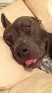 I wish I could sleep like this #dog...