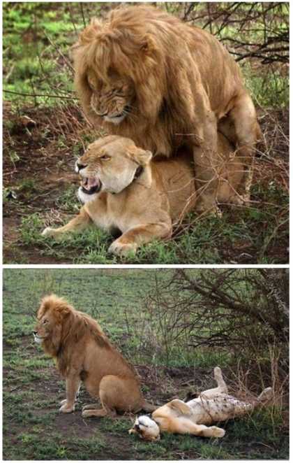 This lion shows you how to do it... #lol