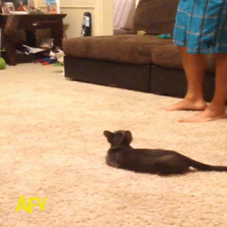 Just a cat spooked by spider...