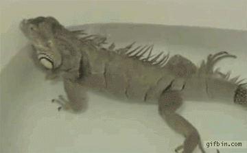 Behold..! An #Iguana Farting...