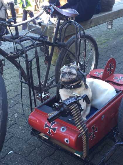 This pug is ready to go to war...