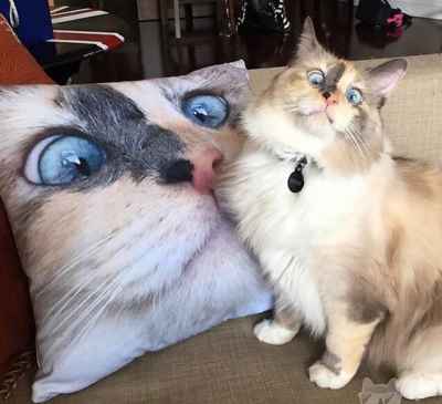 #Cute Cat Face Pillow