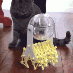 Cat stares at hamster-powered walker | #hamster #cats #gif