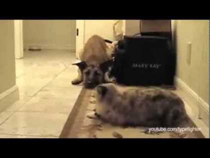 These #cats won't let the #dogs pass... very funny!