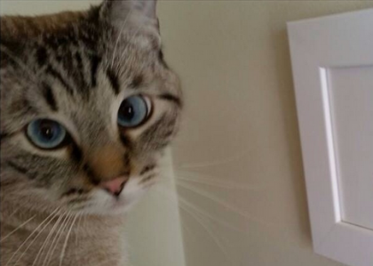 What do you think this #cat is thinking? Find out what's troubling this cat...