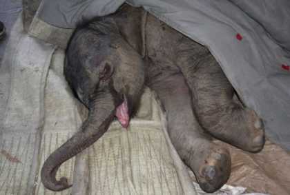 Baby #Elephant Cried For Five Hours After Being Rejected By His Mother