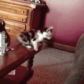 Cat needs more training #funny #gif