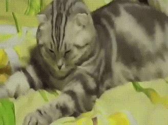 I think this cat is done. #aww