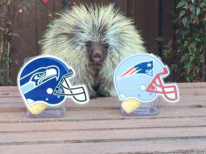 Teddy Bear the Porcupine Predicts Super Bowl XLIX Winner