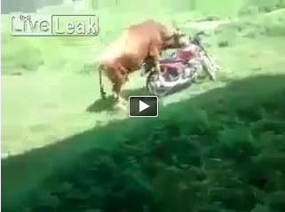 #Cow rides the bike!