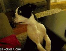 #Funny dog is not sure what's going on...