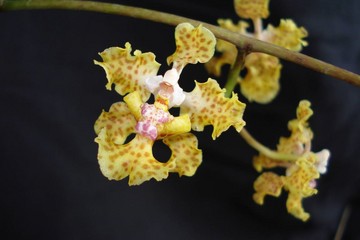 Gorgeous New #Orchid Species Discovered!
