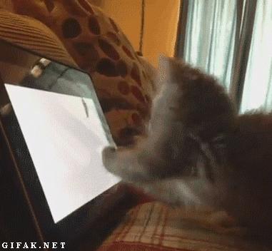 #Funny cat trying to catch the mouse from a tablet
