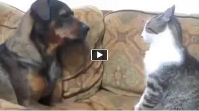 Cutest dog and cat fight ever...