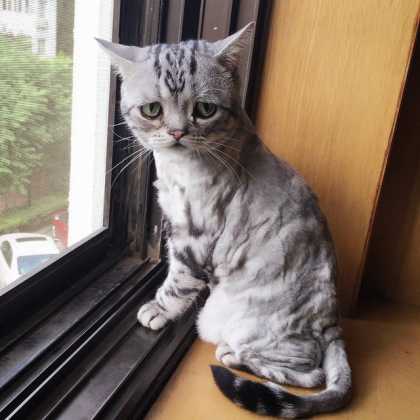 This cat must be the saddest cat on Instagram...